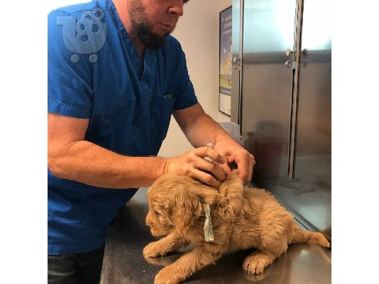 PoulaTo: Priceless Pedigree Maltese Puppy Ready For Adoption,